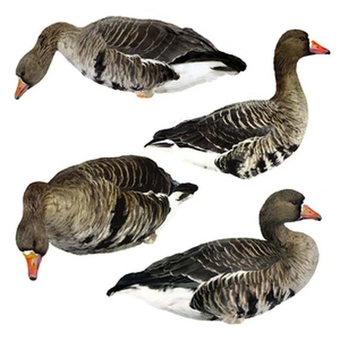 Профиля гусей фотореаллистичные (10шт.)